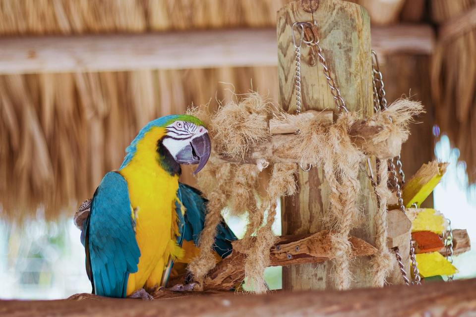 Ara papagoi on väga uudishimulik ja kontaktivõimeline. Ta ei saa palju aega üksi veeta.